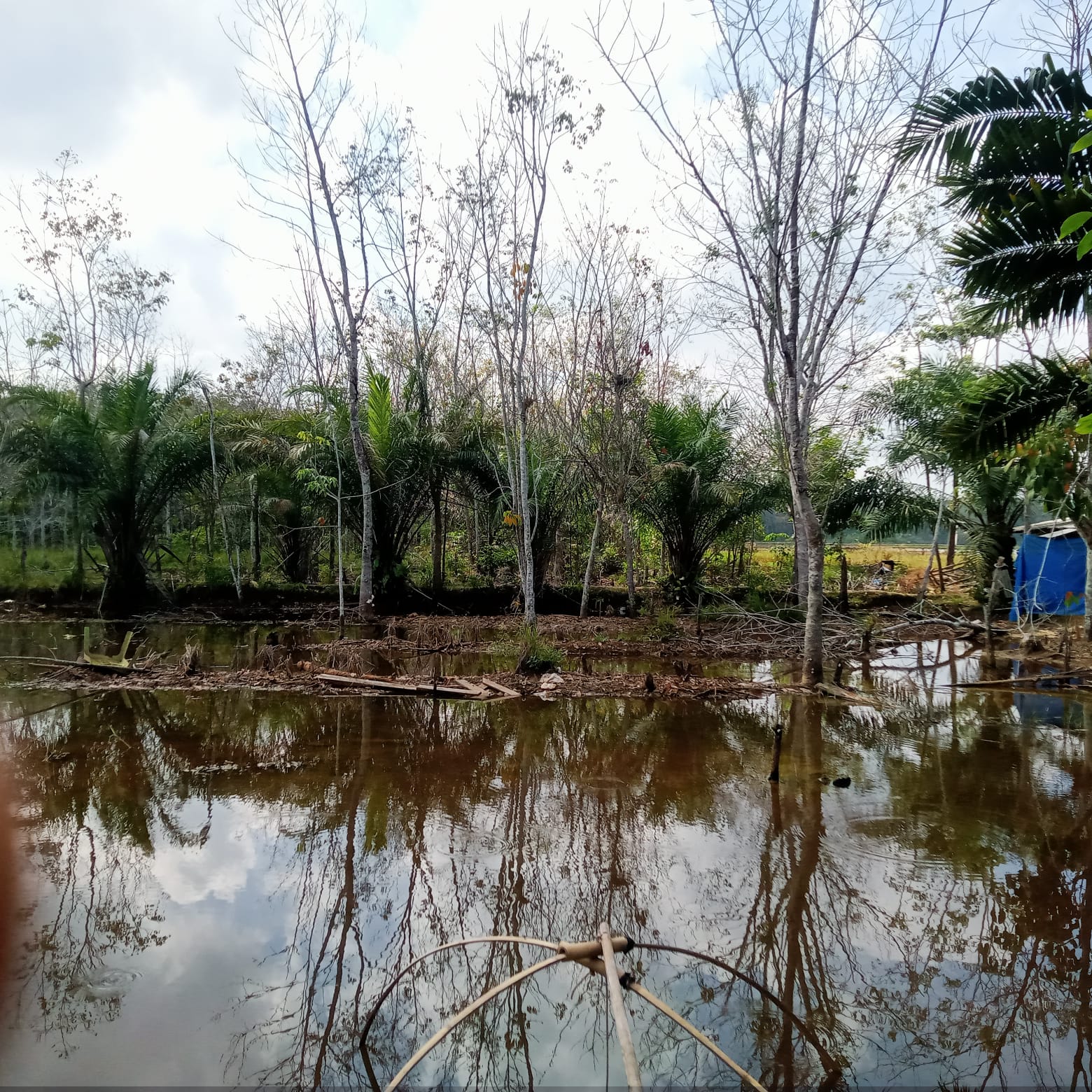 Pemda Mesuji Melalui Dinas Disporapar Seolah Tarik Ulur. !! Terkait Dampak Embung Albaret : Kebun Rakyat Tenggelam